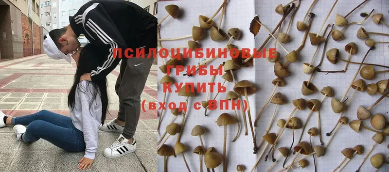 купить закладку  гидра рабочий сайт  Псилоцибиновые грибы Magic Shrooms  Трубчевск 